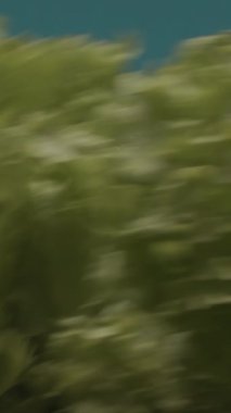 Turkuaz arka planda su damlaları olan marul salatası yaprakları. Islak yeşil yapraklar, organik ve sağlıklı beslenme konsepti.