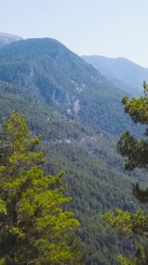 Dağ vadisi manzarası yeşilliklerle kaplı. Şarjör. Çam ağaçlarının arkasında güneşli bir günde yeşil dağ vadisinin nefes kesici manzarası var. Yeşilliklerle kaplı güzel dağ manzarası