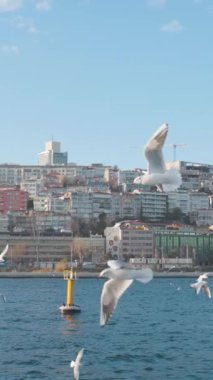 Güneşli bir günde birçok martı suyun üzerinde uçar. Başla. Deniz şehrinin arka planında güzel martılar uçuyor. Martılar şehrin arka planında denizin üzerinde uçar..