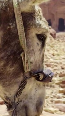 Büyüleyici, detaylı bir manzara. Resimli bir çöl arkaplanının önünde bir eşeğin kafasını gösteriyor. Eylem