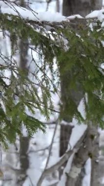 Ladin dalları ormanda güzelce karla kaplanmış. Şarjör. Güzel karlı ormanda yürüyorum