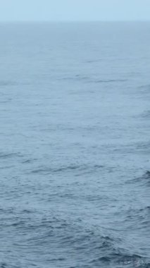 Dalgalı mavi deniz ve yüzen yunuslar. Şarjör. Bulutlu havada açık denizde yüzen vahşi yunuslar. Okyanus yüzeyinde yüzen yunusları görmek heyecan verici..