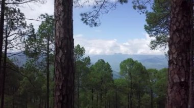 Canlı yeşil ağaçlarla, görkemli dağlarla ve yukarıda açık mavi gökyüzüyle dolu huzurlu ve huzurlu bir orman. Menkul Kıymetler