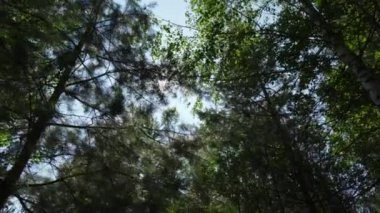 Altın güneş, canlı yeşillikleri ve davetkar keşifleri ön plana çıkaran bir orman gölgesinde parlıyor. Kırp