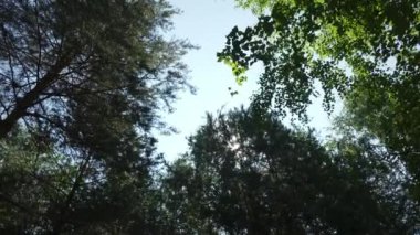 Açık bir günde, yoğun, canlı ağaç yapraklarının arasından süzülen güzel, sakin bir güneş ışığı manzarası. Kırp