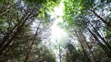 Huzurlu ve huzurlu altın güneş ışığı canlı bir ormanın yüksek ağaçlarının arasından yavaş yavaş geçiyor. Kırp