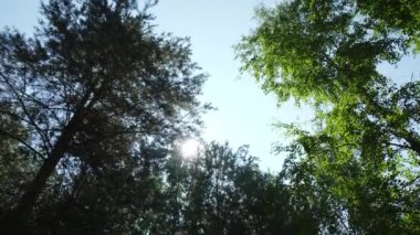 Yukarıdaki parlak mavi gökyüzüne doğru uzanan yemyeşil ağaçların nefes kesici manzarası. Kırp