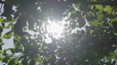 Canlı yapraklardan oluşan yemyeşil bir gölgelik sakin bir açık havada güneş ışığını güzel bir şekilde süzüyor. Kırp