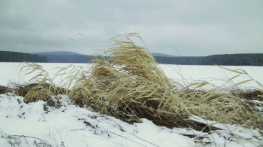 Kış sahnesi, bulutlu bir gökyüzü altında karlı arazide altın otlarla kaplı sakin bir manzarayı gösteriyor. Menkul Kıymetler