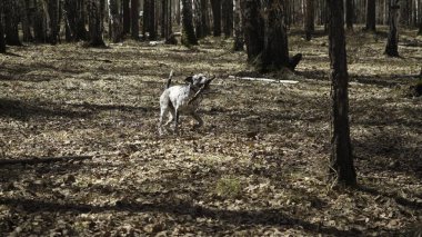 Bu ilgi çekici video, neşeli bir Dalmaçyalı 'yı bir sopayla enerjik bir şekilde koşan ve canlı çevresini keşfeden yemyeşil bir ormanda geziyor.