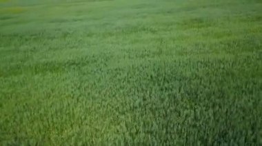 Bu canlı ve yemyeşil alan piknikler, spor aktiviteleri ve doğada dinlenmek için mükemmel. Kırp