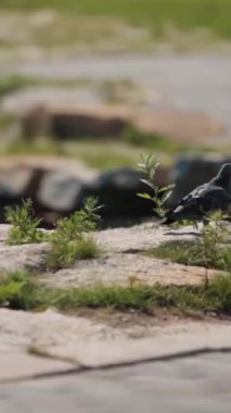 Canlı bir mavi karga, doğal ortamında büyüleyici yemyeşil yeşilliklerle çevrili kayalık araziye güzel bir şekilde tünemiştir.