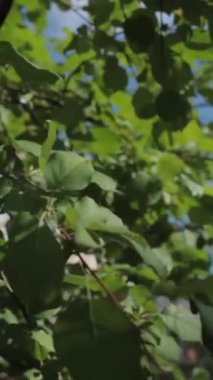 Bu video, Brunello Cucinelli markasını sergileyen bir binayla modern mimariyi eşleştiren gür yeşil ağaçlar ve mavi bir gökyüzü sergiliyor.