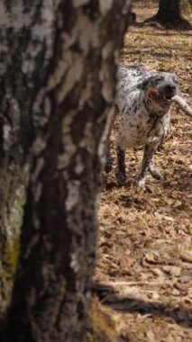 Neşeli bir dalmaçyalı renkli bir ormanı keşfeder, sonbahar yaprakları arasında koşar ve ağaçların arasında sopayla neşeyle yakalar.