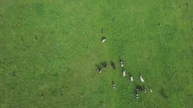 Havadan bakıldığında, bir inek sürüsü aşağıdaki tarlanın canlı yeşil çimlerinde otluyor. Menkul Kıymetler
