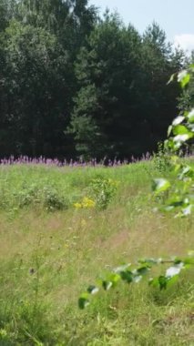 Berrak ve sakin bir çayır manzarası. Canlı, gür yeşil ağaçlara dizilmiş kır çiçekleri.