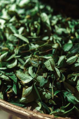 Yakın plan bir görüntüde canlı yeşil çay yaprakları işlenmeye ve hazırlanmaya tamamen hazırdır.