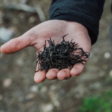 Açık havadan toplanan kurumuş otları gösteren ve doğal dokuları sergileyen bir elin yakın çekimi..