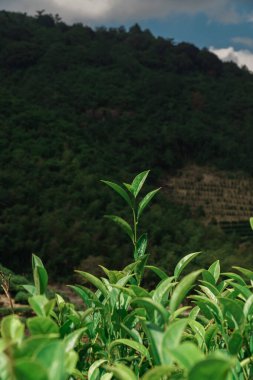 Büyüyen çay bitkilerinin canlı bir yakın çekimi verimli dağlarda gelişiyor, doğanın enfes güzelliğini yakalıyor.