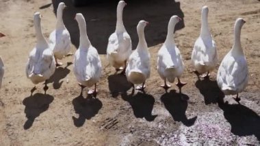 Aydınlık ve güneşli bir günde temiz bir çizgide yürümekten gurur duyan bir grup beyaz kaz kırsal çiftlik hayatını gözler önüne seriyor. Menkul Kıymetler