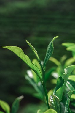 Canlı ve yemyeşil çay yaprakları zengin çevrelerinde çok güzel bir şekilde gelişiyor.