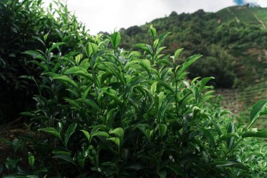 Nefes kesen dağlık bir arka planda canlı yeşil çay bitkileri uyum içinde büyür.