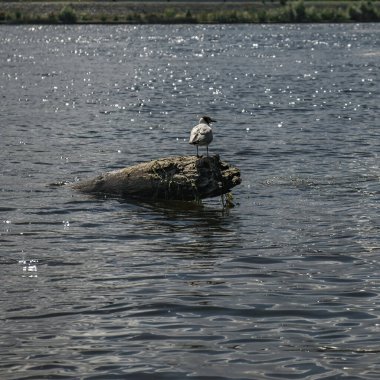 Bir martı zarif bir şekilde mükemmel bir gökyüzünün altında ışıldayan suyla çevrili bir kayanın üzerine tünemiş.