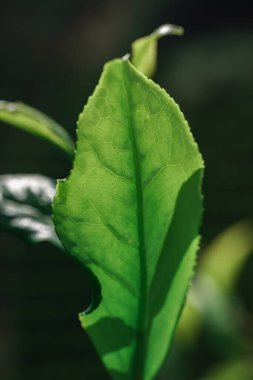 Canlı bir renk paleti ve karmaşık ayrıntılı damar yapısı sergilenen yemyeşil bir yaprağın büyüleyici bir yakın çekimi.