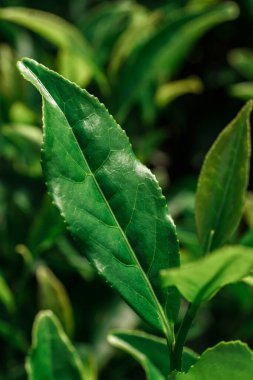Canlı ve taze yeşil çay yapraklarının büyüleyici yakın plan görüntüsü zengin dokularını ve canlı renklerini gözler önüne seriyor.