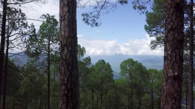 Canlı yeşil ağaçlarla, görkemli dağlarla ve yukarıda açık mavi gökyüzüyle dolu huzurlu ve huzurlu bir orman. Menkul Kıymetler