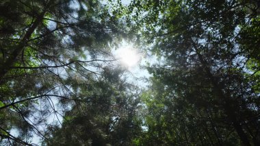 Altın güneş, canlı yeşillikleri ve davetkar keşifleri ön plana çıkaran bir orman gölgesinde parlıyor. Kırp