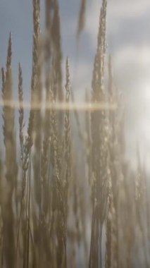 Uzun otlarla dolu büyüleyici bir güneş ışığı alanı serinletici meltemde hafifçe sallanarak keşfi davet ediyor. Eylem