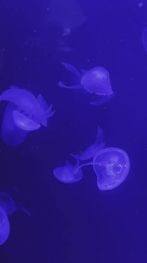 Gerçekten büyüleyici ve büyüleyici bir deniz anası görüntüsü. Aydınlanmış, canlı mavi sularda zarafetle yüzüyor. Medya