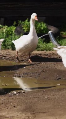 Büyük bir yerli beyaz kaz sürüsü güneşli bir günde çamurlu bir su birikintisinin yanında huzur içinde besleniyor. Menkul Kıymetler