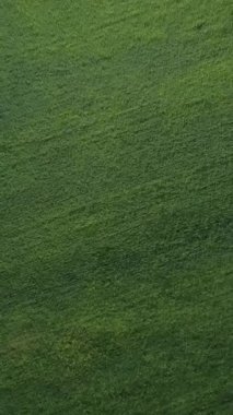 Yeşillik yeşil bir alan, doğanın özündeki çarpıcı güzelliği gösteren güzel bir şekilde görülür. Kırp