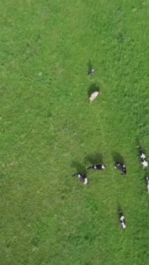 Havadan bakıldığında, bir inek sürüsü aşağıdaki tarlanın canlı yeşil çimlerinde otluyor. Menkul Kıymetler