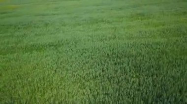 Bu canlı ve yemyeşil alan piknikler, spor aktiviteleri ve doğada dinlenmek için mükemmel. Kırp