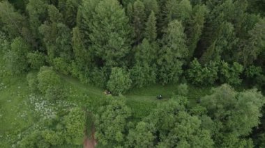 Yeşil bir ormanı gösteren, sarmal bir patika ve canlı bir yeşillik içeren kesinlikle çarpıcı bir hava görüntüsü. Kırp