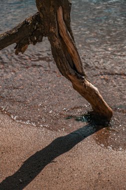 Sersemletici bir sürüklenen ağaç parçası, zarif bir şekilde suyun yanındaki ıslak, parıldayan kuma gölge düşürüyor.