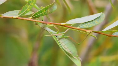 Doğal ortamında bulunan yemyeşil yapraklarla kusursuz bir şekilde harmanlanmış yeşil bir çekirge. Medya