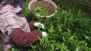 Taze yeşil çay yapraklarını özenle hasat eden çalışkan bir işçi yemyeşil çay tarlaları ve fidanlıklarda. Medya