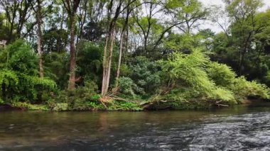 Canlı yeşillikler ve uzun görkemli ağaçlarla dolu güzel ve huzurlu bir nehir manzarası. Medya