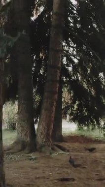 Bir kadın, doğanın derin sükunetini kucaklayarak uzun ve görkemli ağaçların arasında huzur içinde dolaşır. Medya