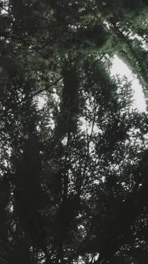 Büyüleyici bir manzara, canlı, yemyeşil bir tepe örtüsü oluşturan ağaç dallarını gözler önüne seriyor, keşifleri davet ediyor. Medya