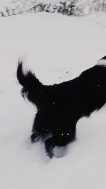 Büyüleyici siyah ve beyaz bir köpek taze karlı arazide neşeyle oynuyor, kışın güzelliğini yakalıyor. Medya
