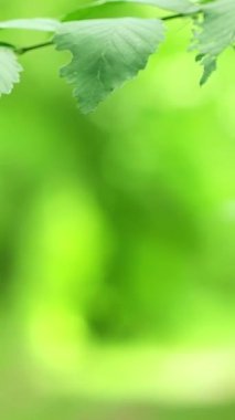 Ağaç dalları rüzgarda sallanıyor. Medya. Copspace ve yumuşak bulanık doğal arka plan. Güzel yeşil renkli doğal video Bokeh soyut arka planı. Ağaçların odaksız yaprakları