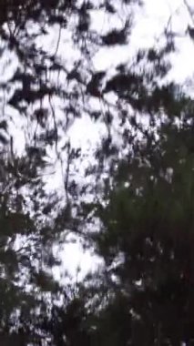 Gri sonbahar bulutlu gökyüzünün arka planındaki ağaç taçlarının alt görüntüsü. Doğa, soğuk hava, bitki örtüsü..