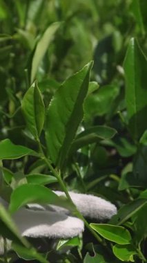 Göz kamaştırıcı ve canlı bir ekran taze toplanmış çay yapraklarını resim gibi yeşil bir manzaraya karşı sergiliyor. Medya