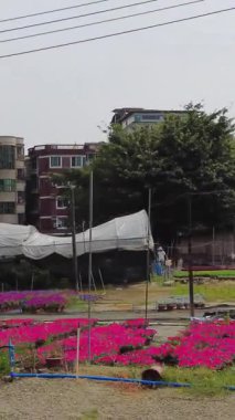 Çiçeklerle dolu canlı bir tarla. Bir işçi güneşli bir gökyüzü ve yakınlardaki binaların altında bitkilerle ilgileniyor. Medya