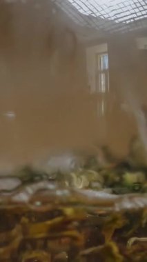 Bu video çay demleme sanatını, canlı çay yapraklı cam çaydanlığı sergilemeyi inceliyor. Çay hazırlama sürecinin rahatlatıcı sürecini vurguluyor. Medya